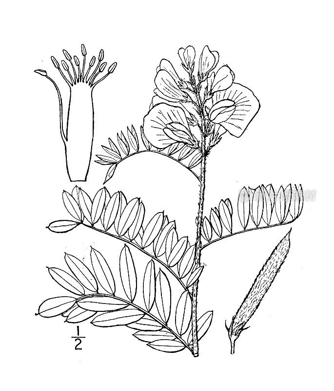 古植物学植物插图:Cracca virginia, Cat gut, Goat’s rue